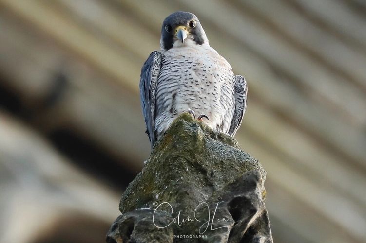Resident Peregrine Falcon at Lincoln Cathedral 
