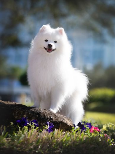 A fluffy white dog standing on a rock among colorful flowers.