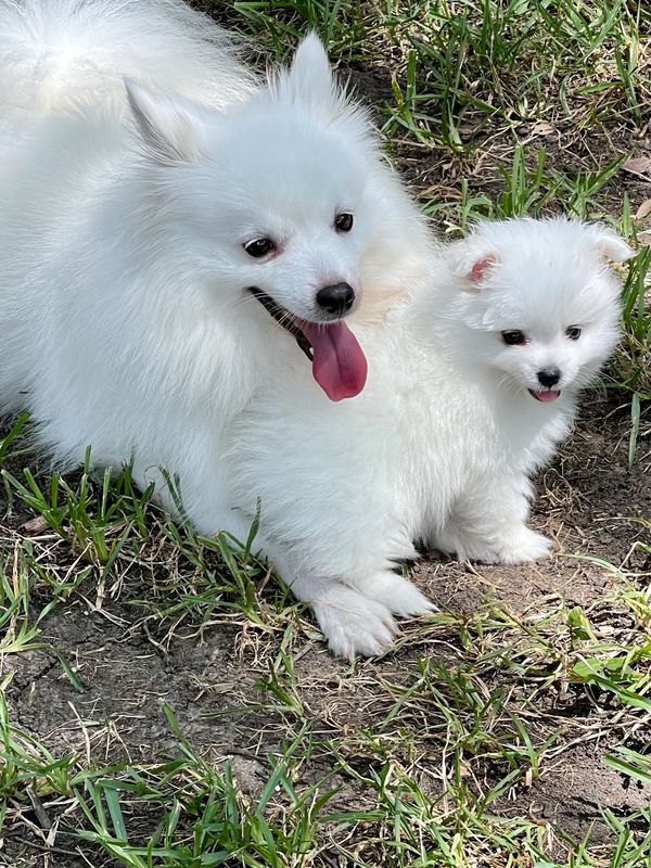 Two fluffy white dogs, one adult and one puppy, sitting on grass.
