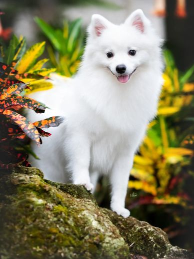 A fluffy white dog standing on a rock surrounded by colorful plants.