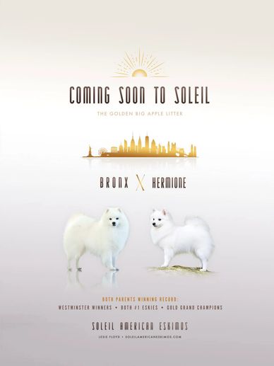 Announcement of upcoming Golden Big Apple litter from Soleil American Eskimos.