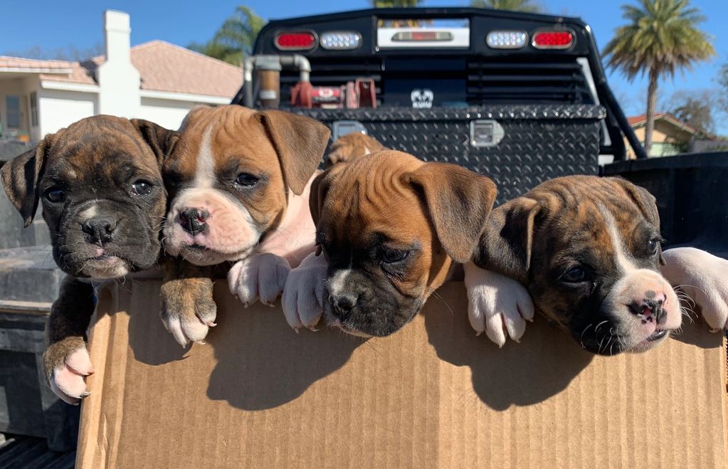 Two males and two female boxers!