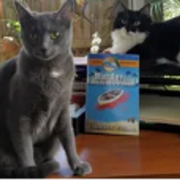 Meet Miss Marple and Fletch! 
My office staff and our first book, Murder for Neptune's Trident