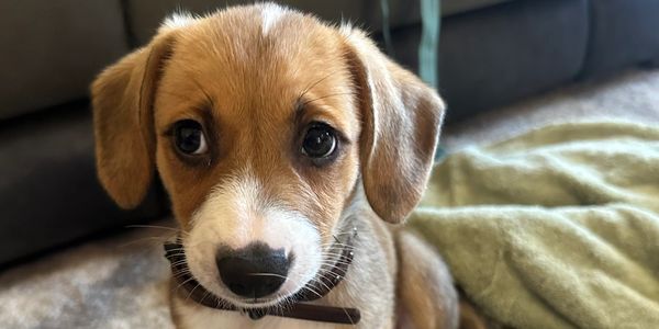 A close-up of a cute puppy with big eyes.