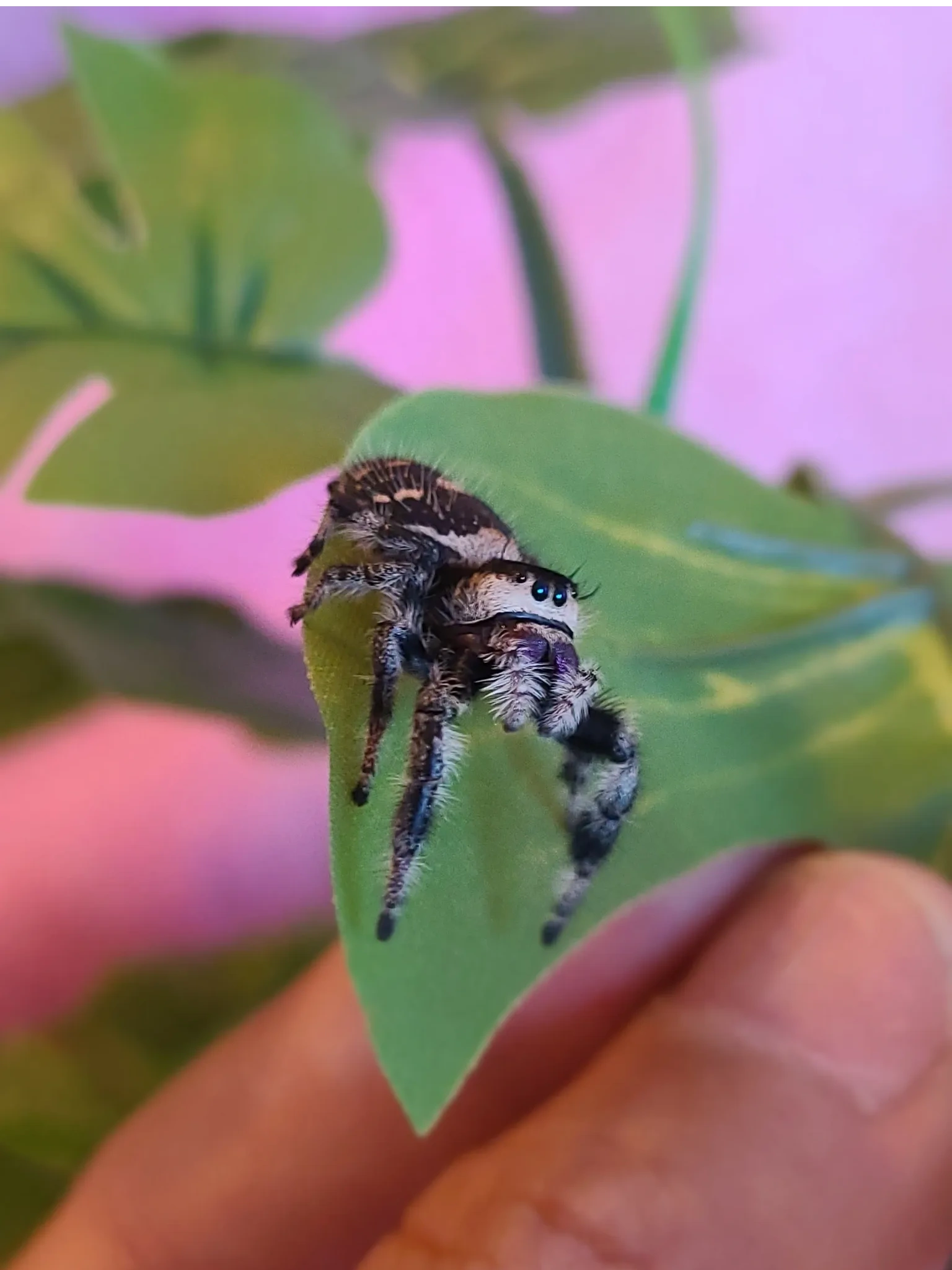 Jumping Spider Care Guide – Pet Pedes and Pods