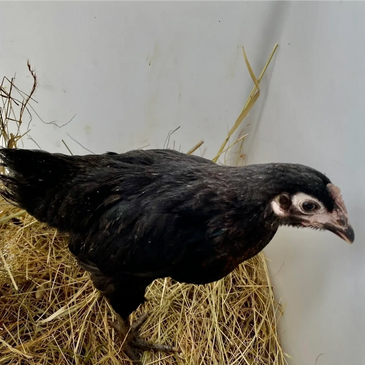 The famous Australorp is renowned for their egg laying - this growing chick is 10 weeks old.