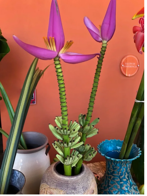 Banana Flower and fruit