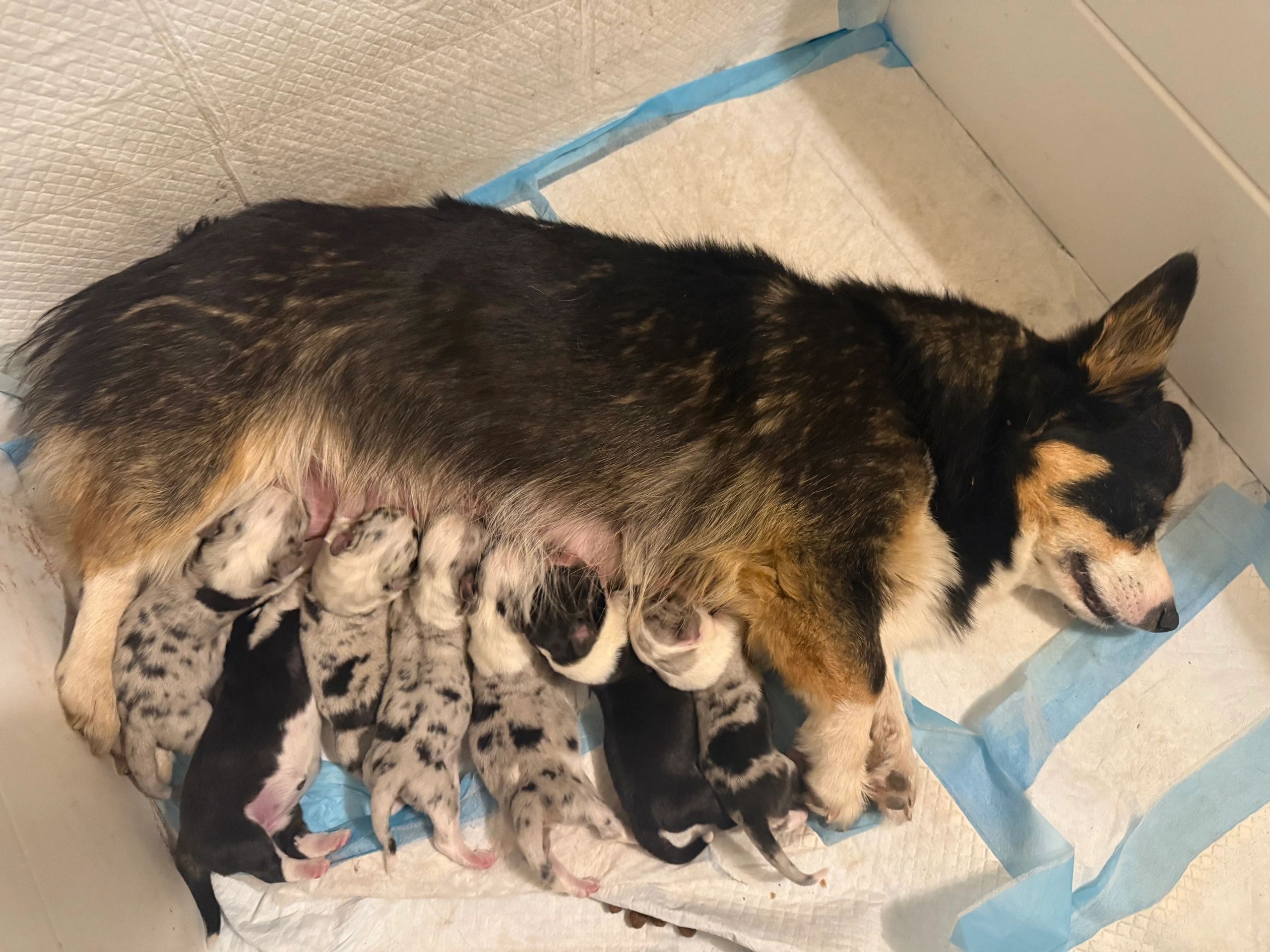 Puppies getting chunky 