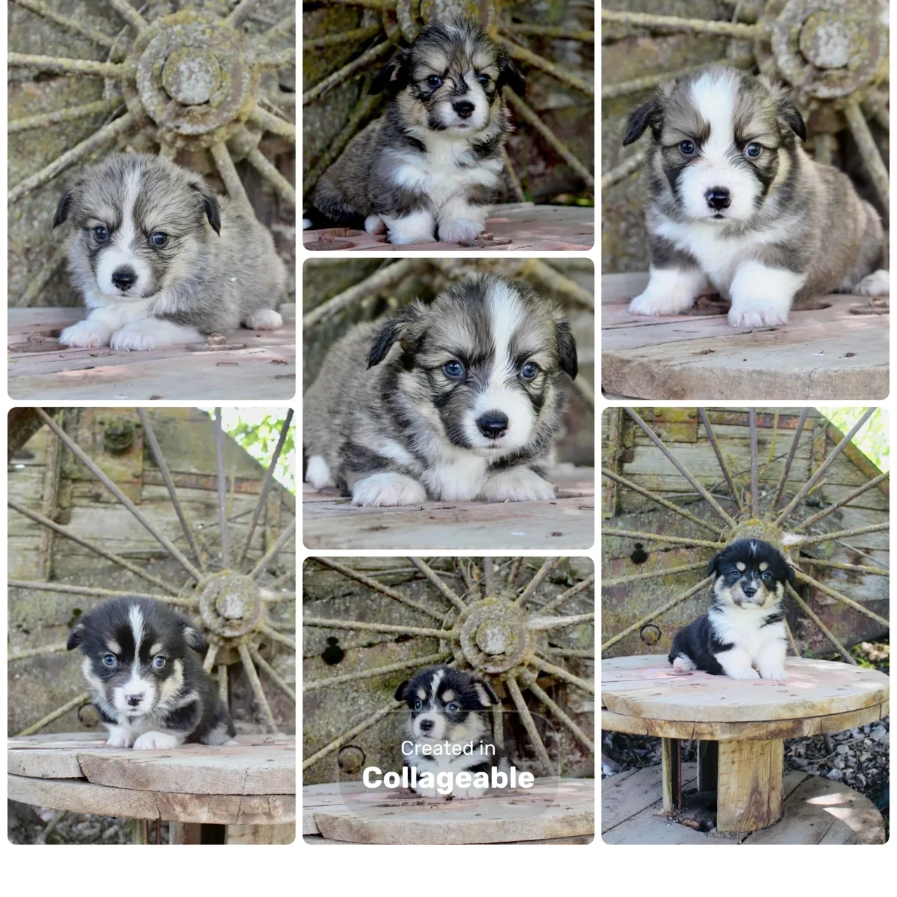 Adorable puppies posing in front of a rustic wooden wagon wheel outdoors. Currently available