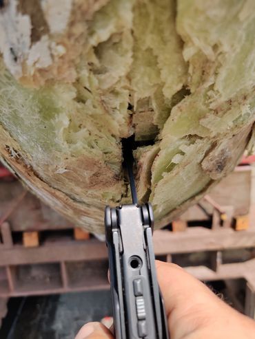 A multitool knife being used to cut open a decayed wooden log.
