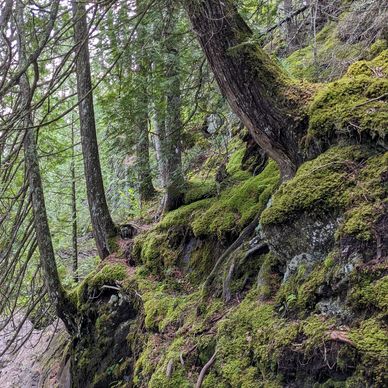 Moss-covered forest floor with trees and rocks on a slope.