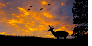 Silhouette of a deer and birds against a vibrant sunset sky.