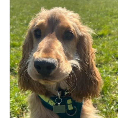 Close-up of a golden Cocker Spaniel dog with a harness outdoors.