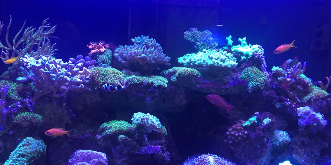 Aquarium Maintenance Houston Infinity Fish LLC