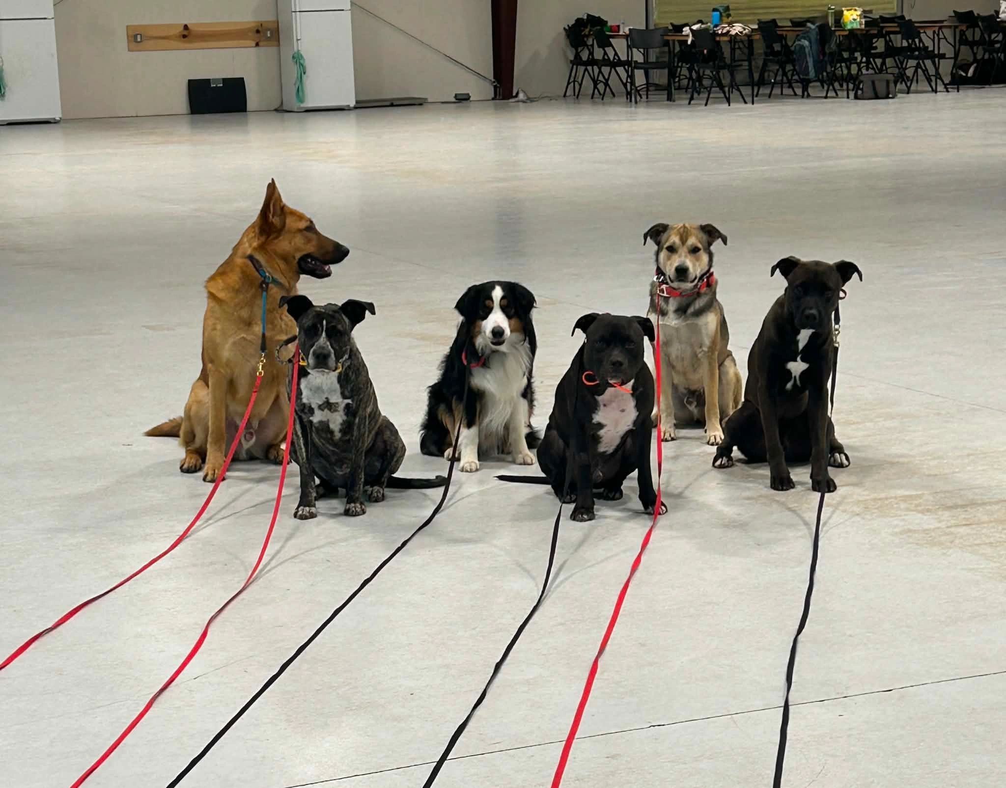 Six diverse dogs sitting patiently indoors with leashes on.