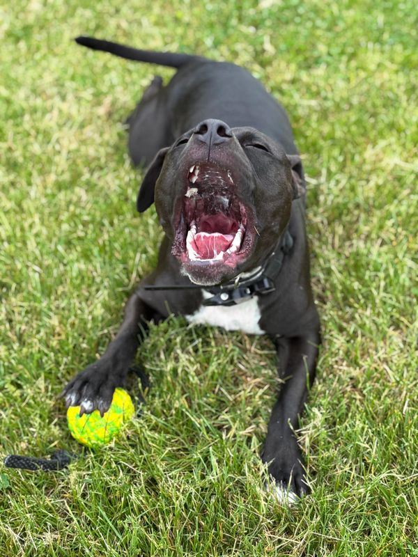 Black dog yawning while holding a yellow ball on grass.