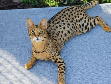 A spotted cat resembling a small wild feline lying on a blue surface.