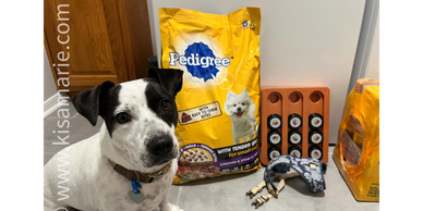 White and black dog with pet supplies.