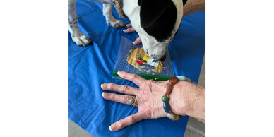 A dog sniffing a hand against a blue background.