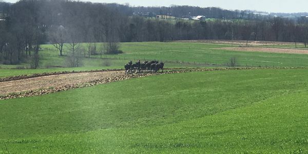 Over looking the Amish fields across from the campground.