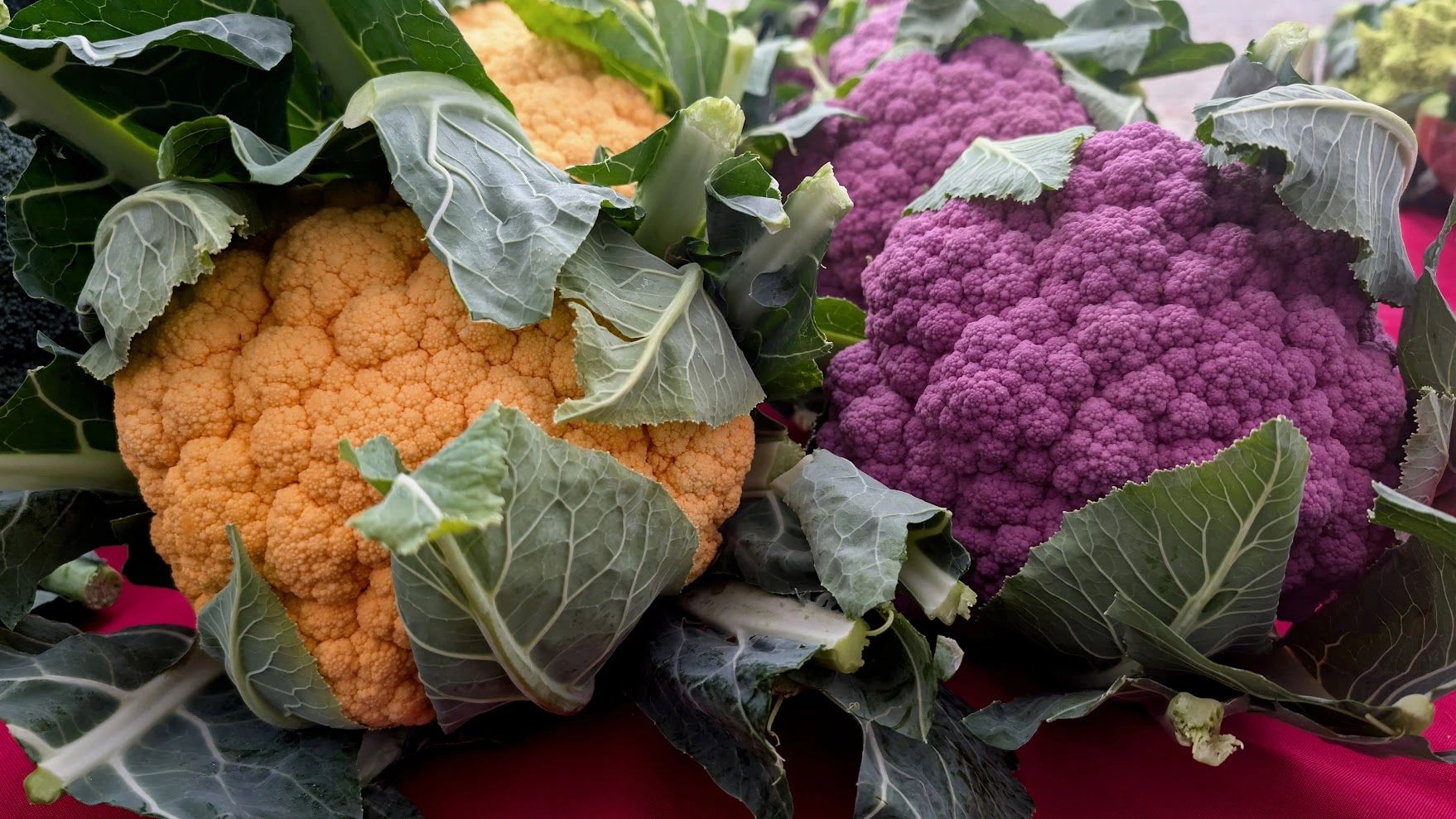 Chestnut Hill Farmers Market photo 5