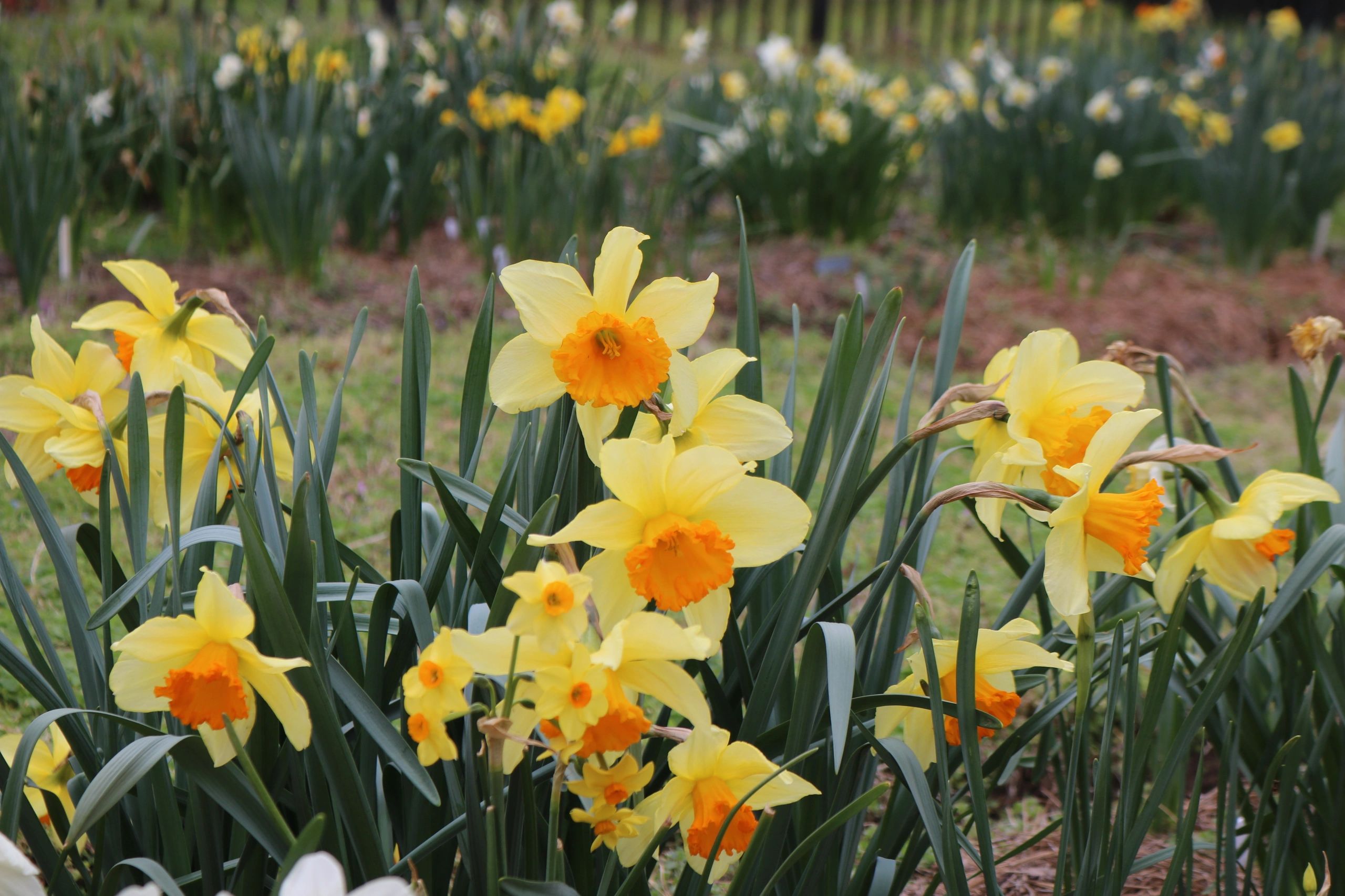 Discover the Beauty of Daffodils Gloucester Daffodil Club