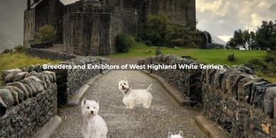West Highland White Terriers on a stone bridge leading to a historic castle.