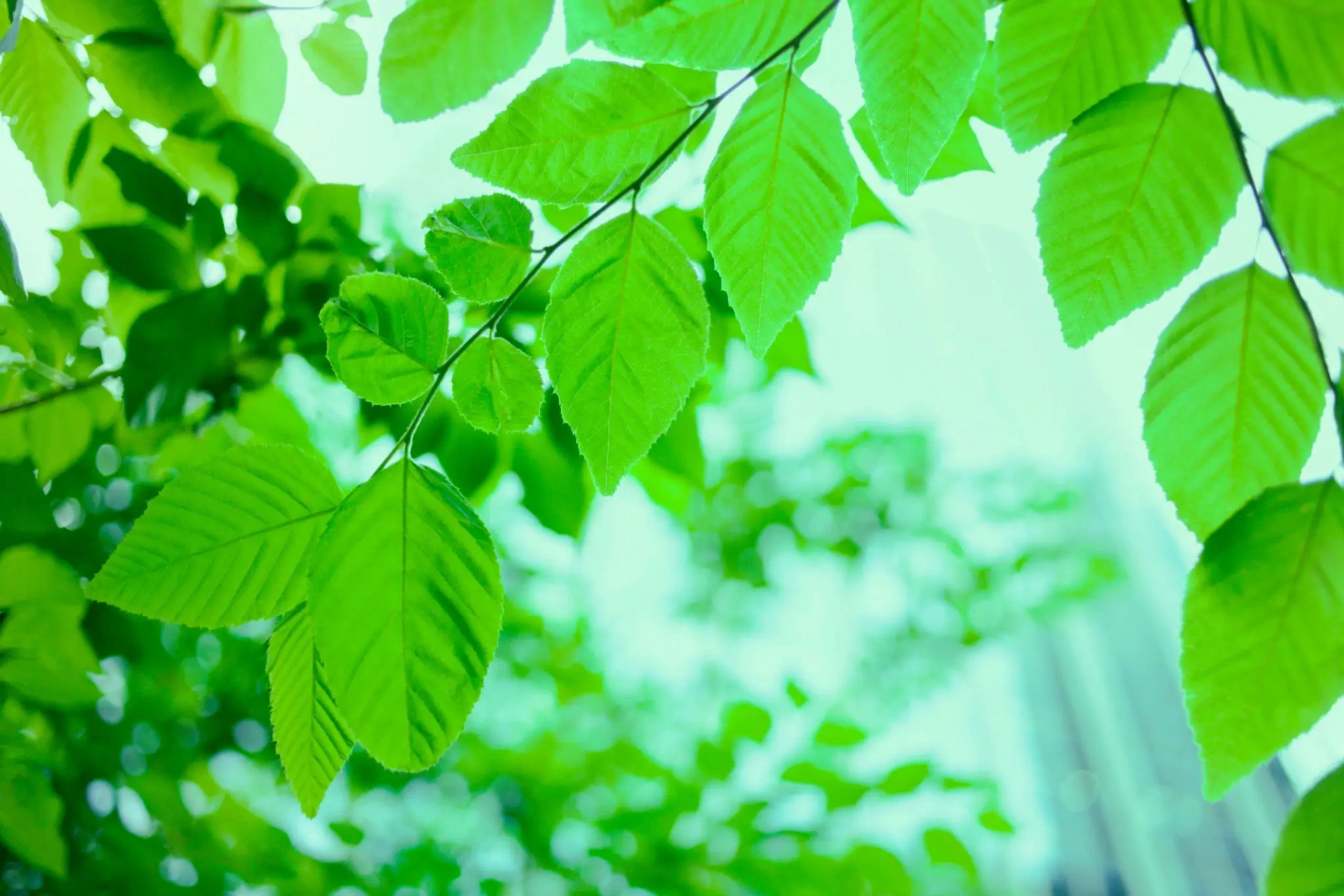 Escape Outdoor Design