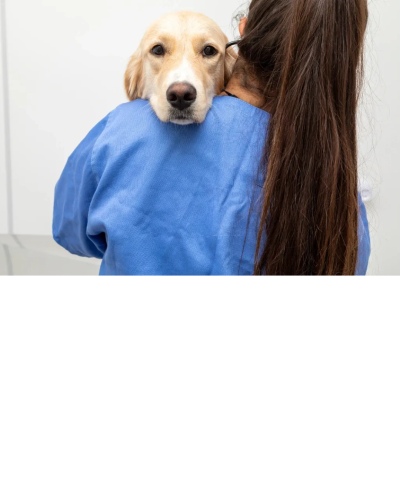 Golden retriever being hugged by a woman in blue.