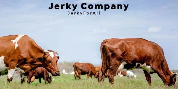 Cows grazing on a green field under a clear sky with Jerky Company branding.