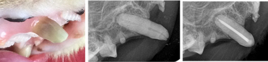 Cat Root Canal