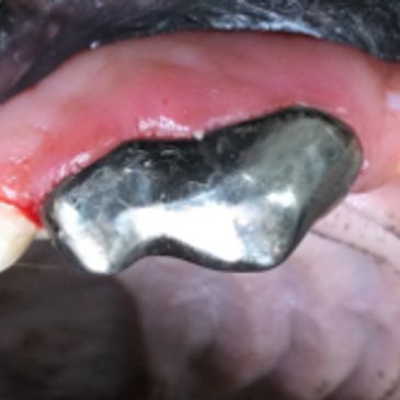 The most conventional reason veterinarians use crowns is to protect a tooth from trauma. Both live t