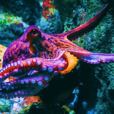 This colourful Octopus is watching you with one eye, but it's very friendly.