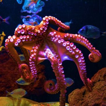 A very colourful octopus with all its tentacles spread out showing it's suckers. 