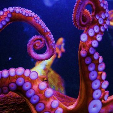 A dramatic close-up of curled, neon pink and blue octopus tentacles, complete with suckers. 