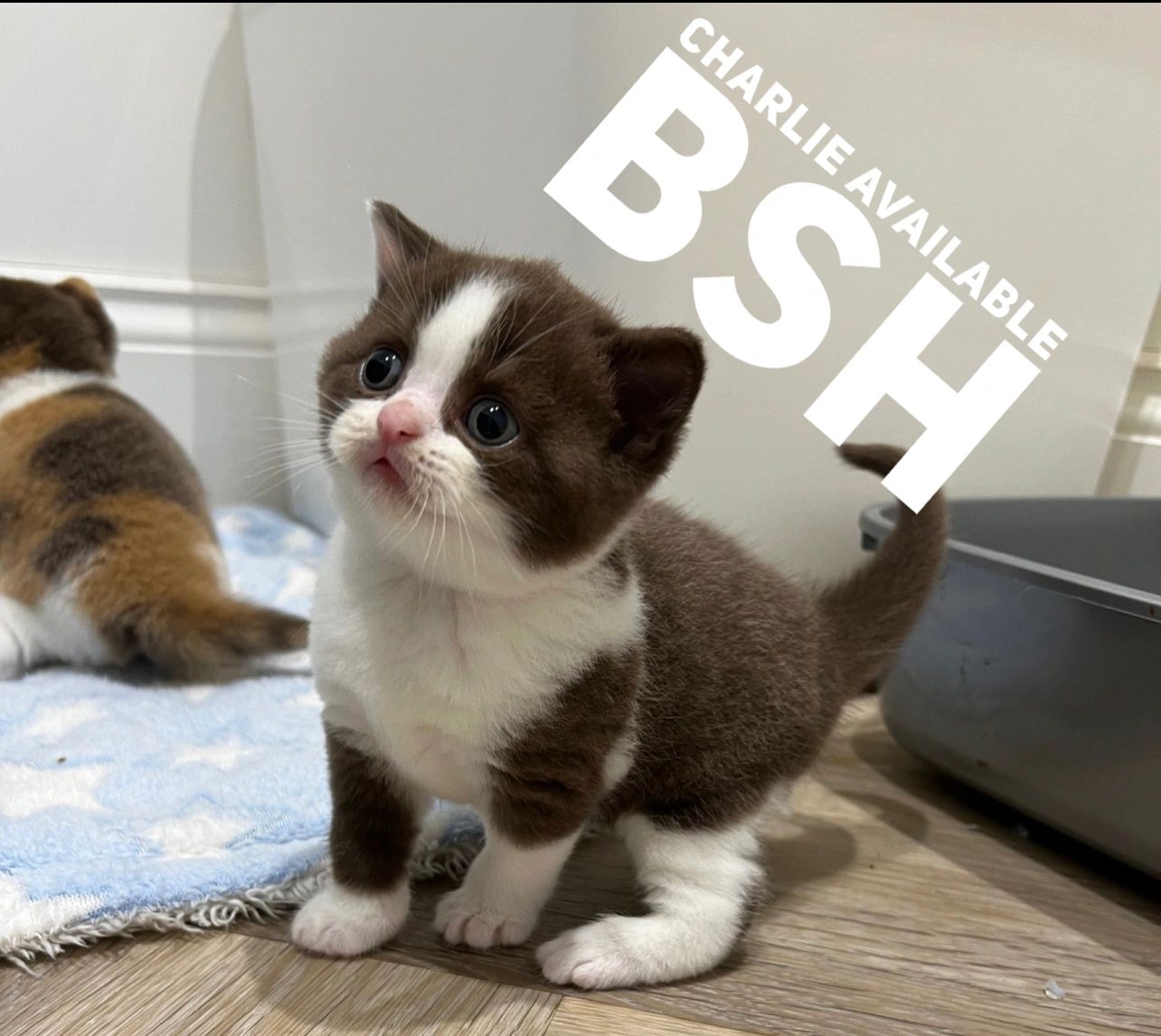 British Shorthair Kitten For Sale