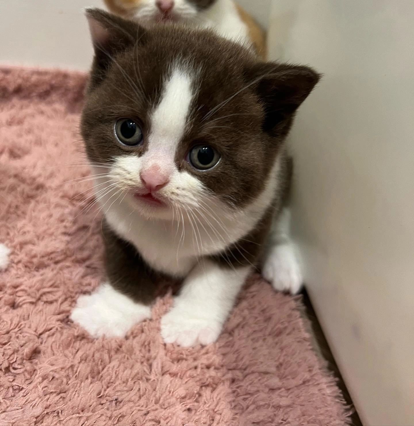 British Shorthair kitten for sale