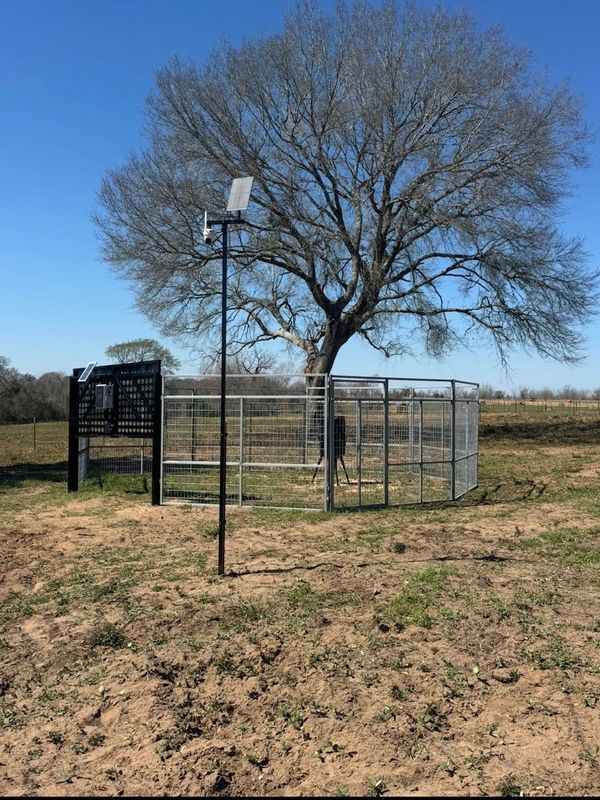 Tree within a fenced enclosure in a dry field.