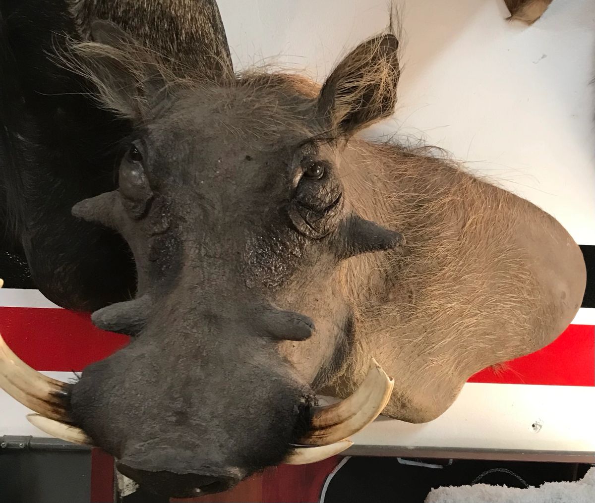 Taxidermy Warthog wall mount