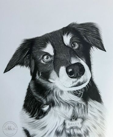 Bailey created in graphite pencil.