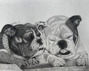 Realistic pencil drawing of two bulldogs resting together.