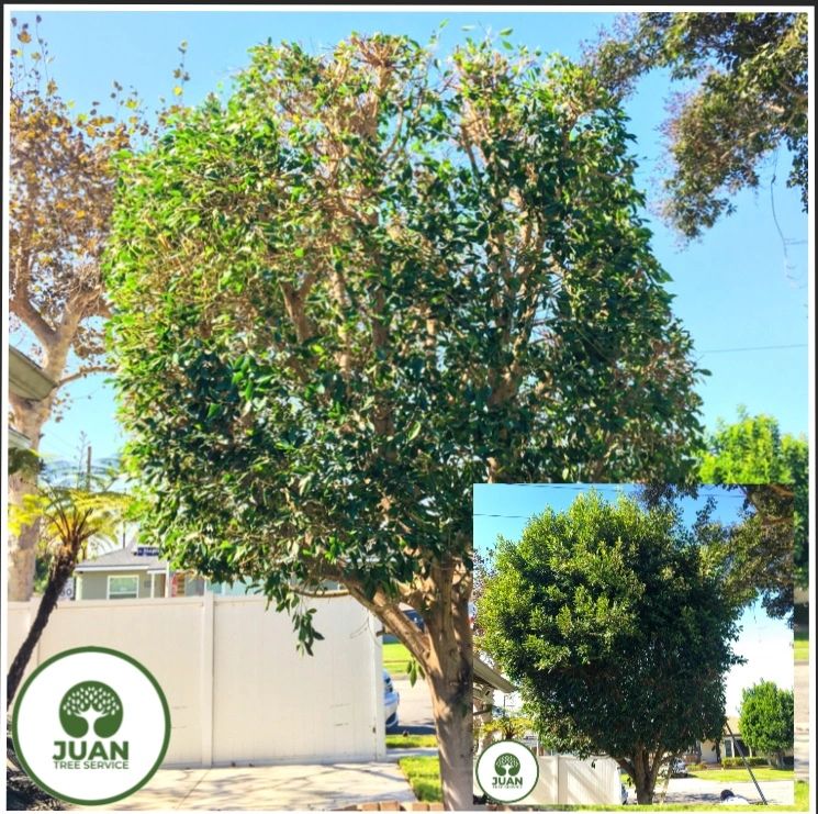 Orange County Tree Trimming Free Estimates