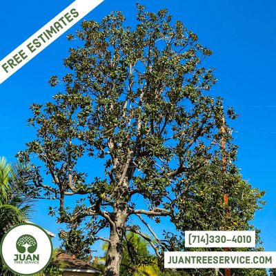 Tree Trimming Palm Tree Trimming Tree Trim Palm Trim Tree Cutting Services Tree Removal Stump Remova