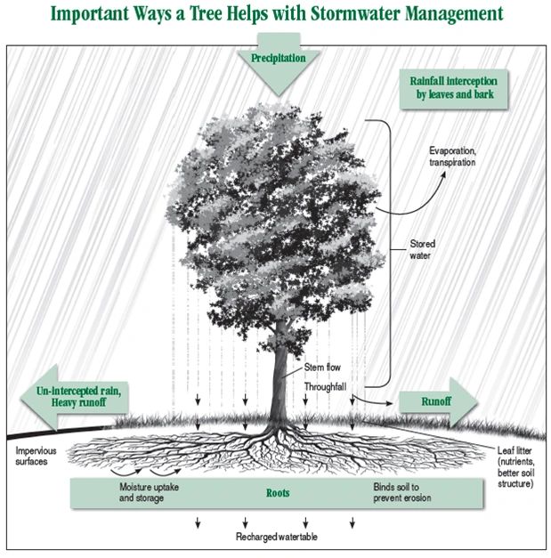 How Storm Water Helps Trees