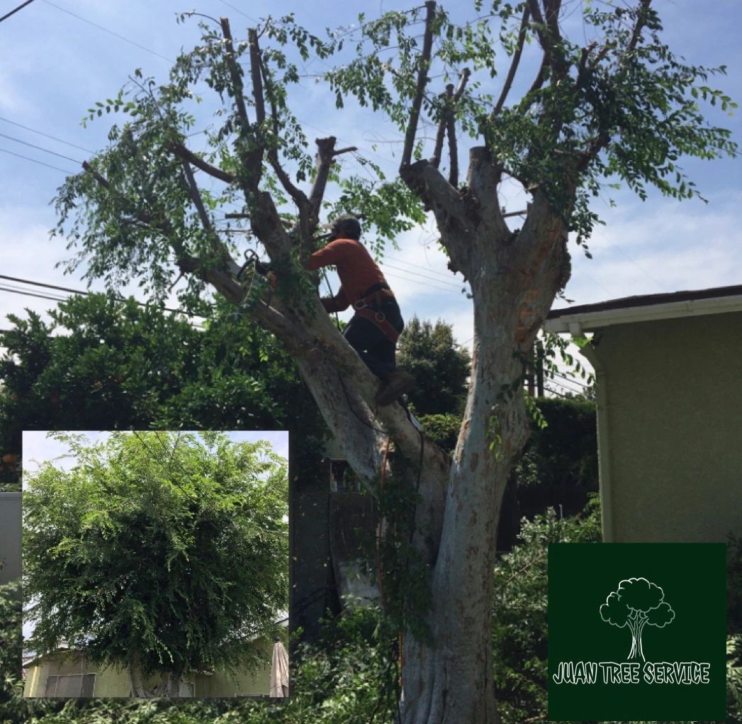 Affordable Tree Service   Cr=t 0%25,l 0%25,w 100%25,h 100%25