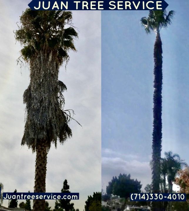 Palm Trees Near Power Lines Are Fire Risk