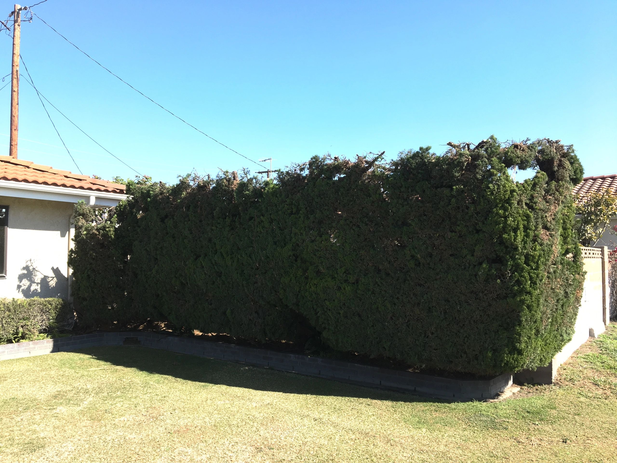 Cypress Tree Trim In Half & Shaped