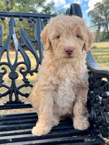 Apricot Male
Born 8/12/25
Low/Medium Energy
Wavy Coat