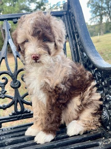 Harlequin Merle Male 
Born 8/12/25
Low/Medium Energy
Wavy Coat