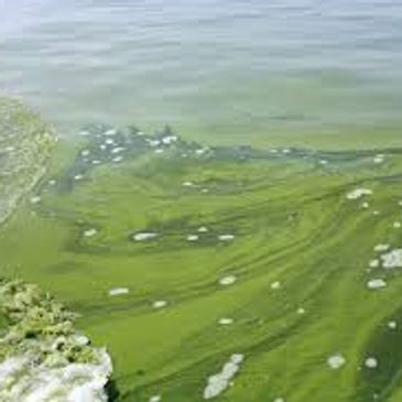 Green algae bloom covering the surface of a water body.